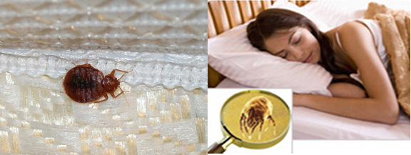 Mattress Cleaning Los Altos, CA
