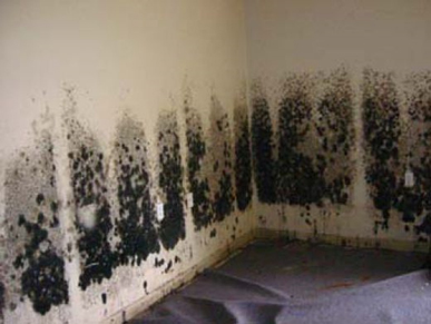 Mold and Mildew Removal Los Altos, CA