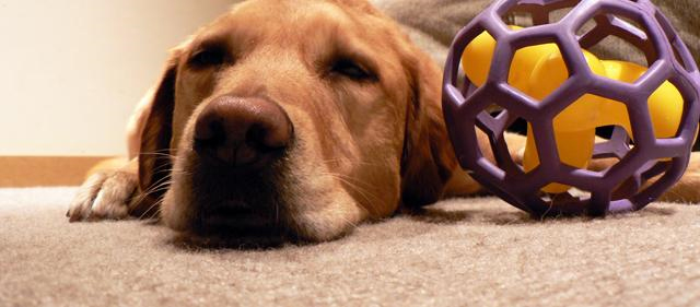 Pet Stain and Odor Removal Los Altos, CA