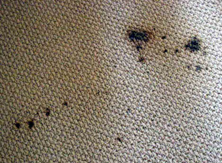 Spot & Stain Removal Los Altos, CA